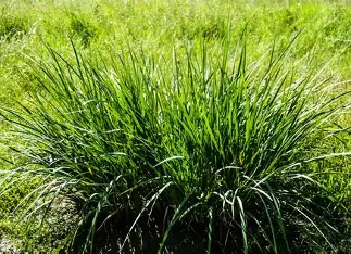 Vetiver grass project